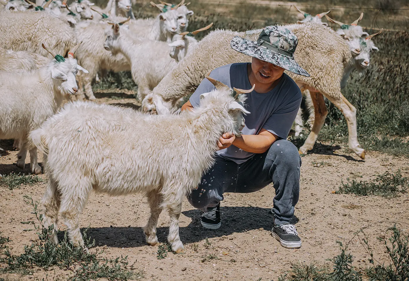 Kaschmirziegen auf einer Weide mit Tierhalter zwischen mehreren weißen Ziegen in ländlicher Umgebung