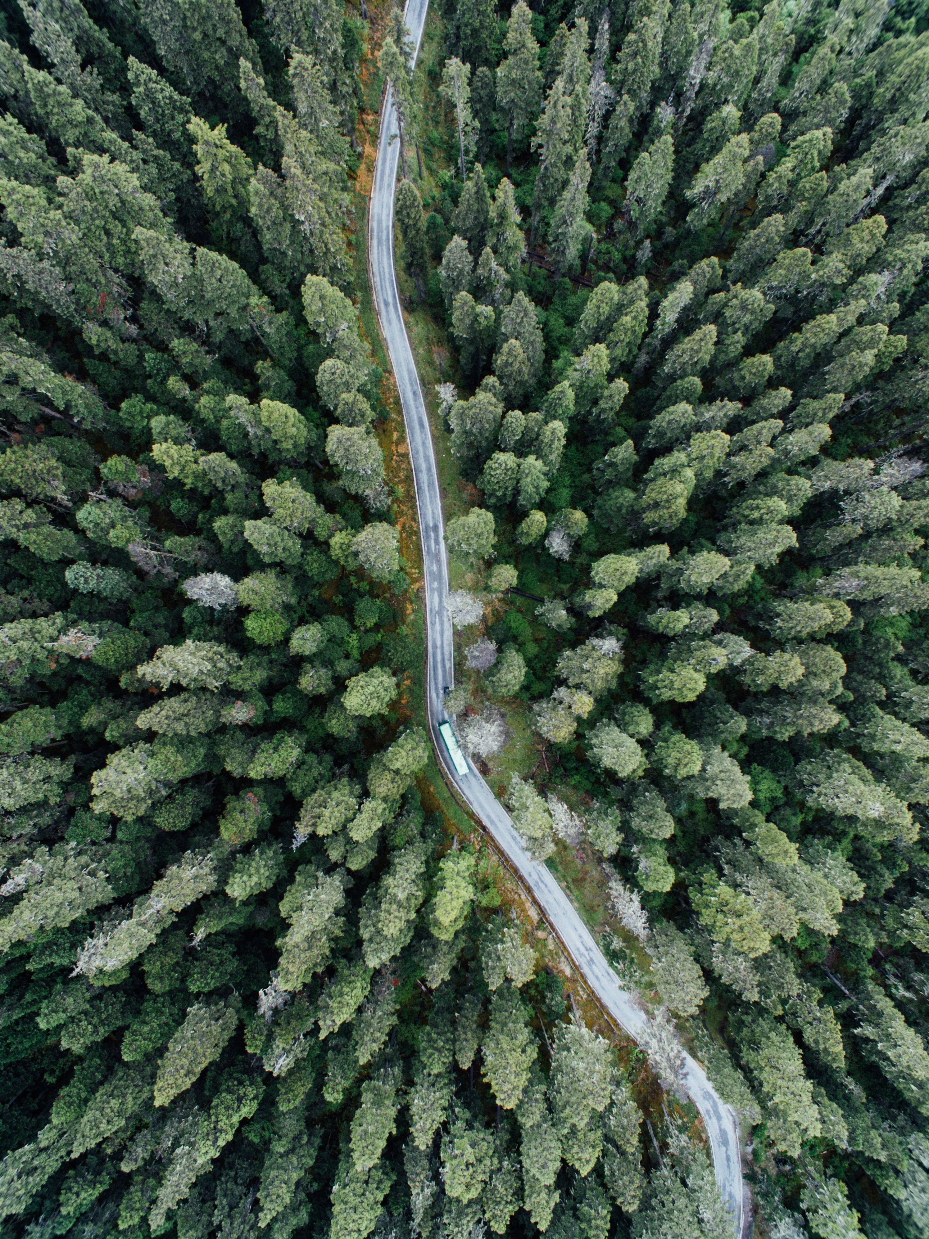 Vista aérea de una carretera sinuosa rodeada por un denso bosque de árboles altos y exuberante vegetación.