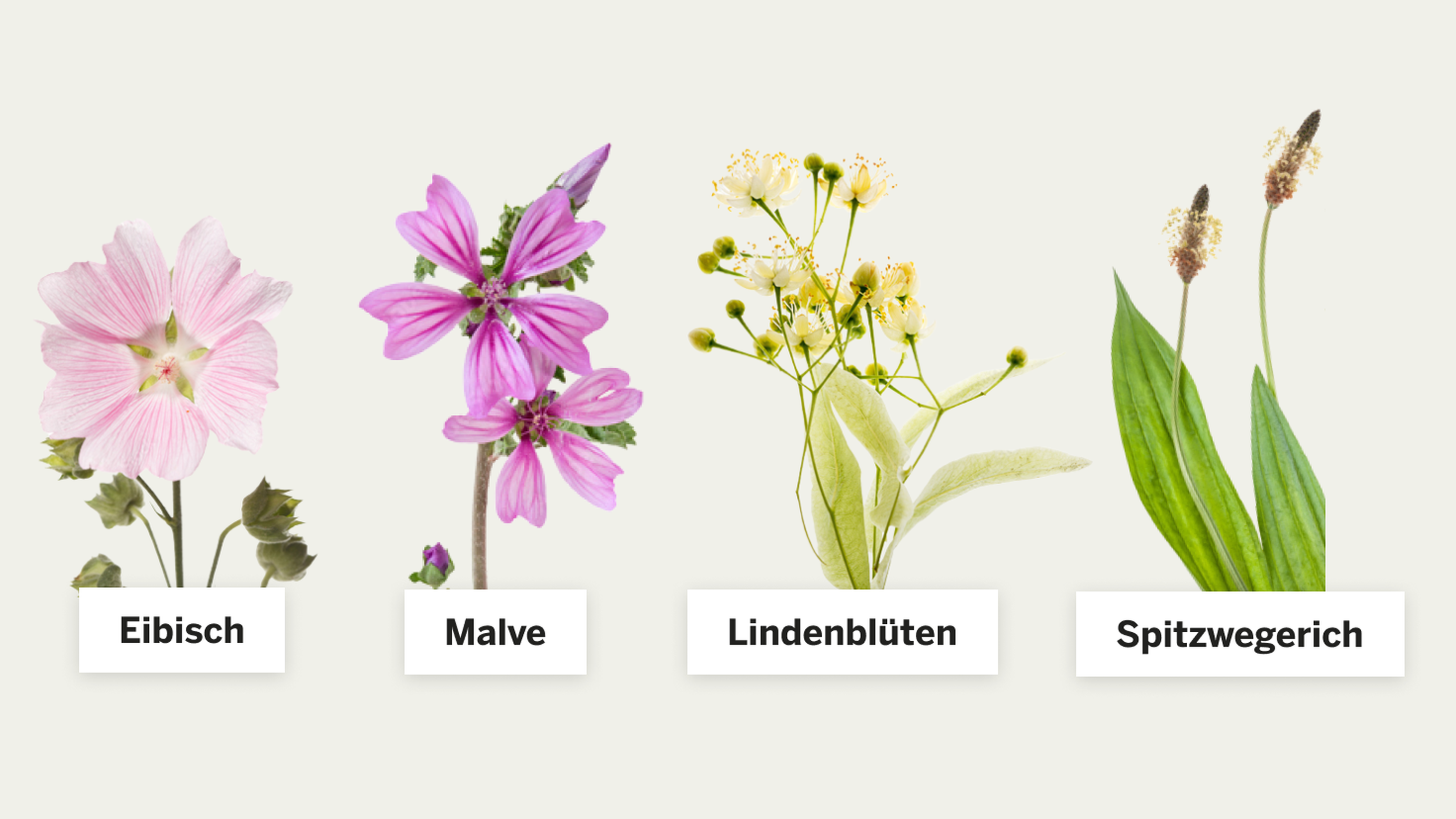 Vier Heilpflanzen, die für für reizlindernde Tees bei Reizhusten verwendet werden Bildunterschrift:  Eibisch, Malve, Lindenblüten und Spitzwegerich wirken reizlindernd oder entzündungshemmend und helfen als Tees gegen Reizhusten.