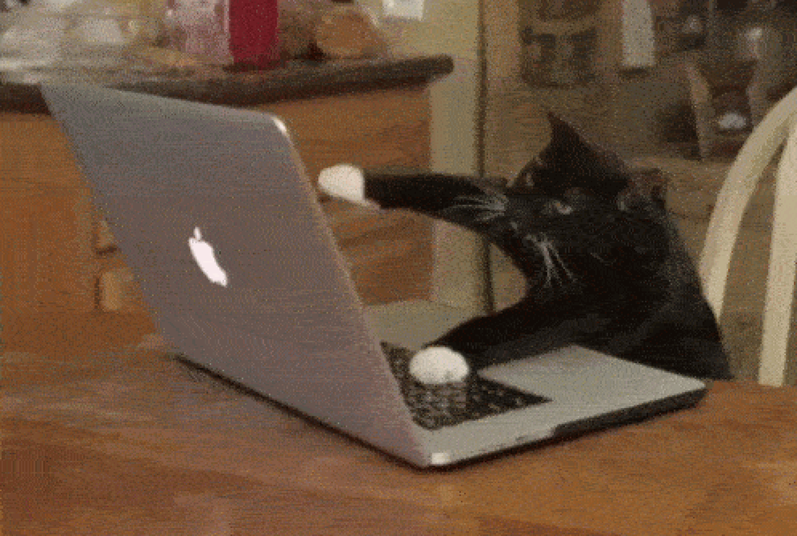 Katze am Laptop – Meme