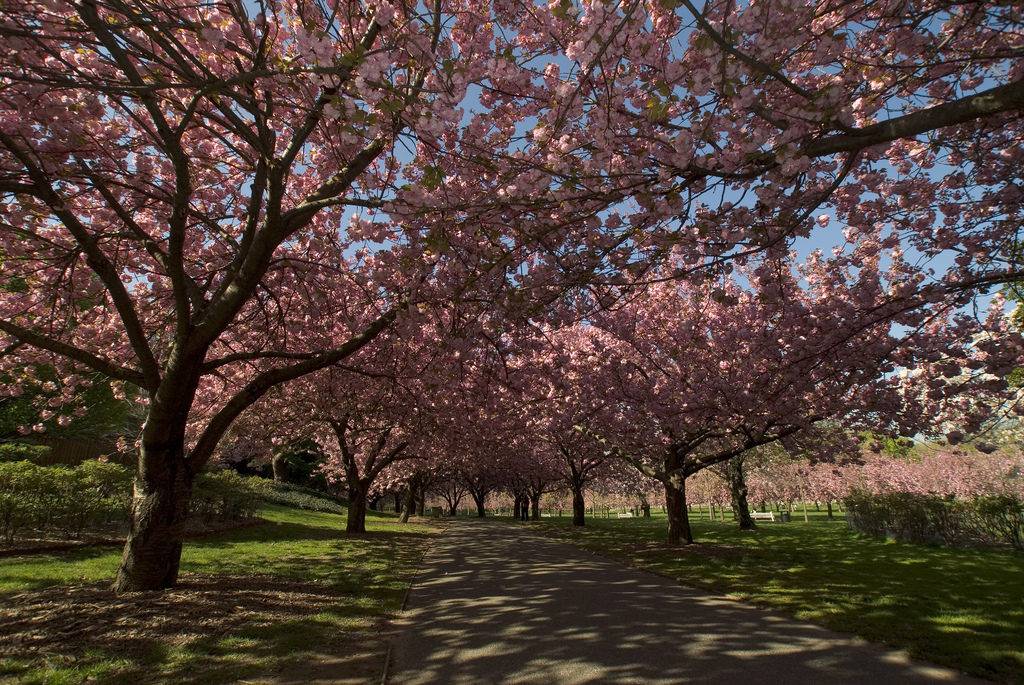 Brooklyn Botanical Garden