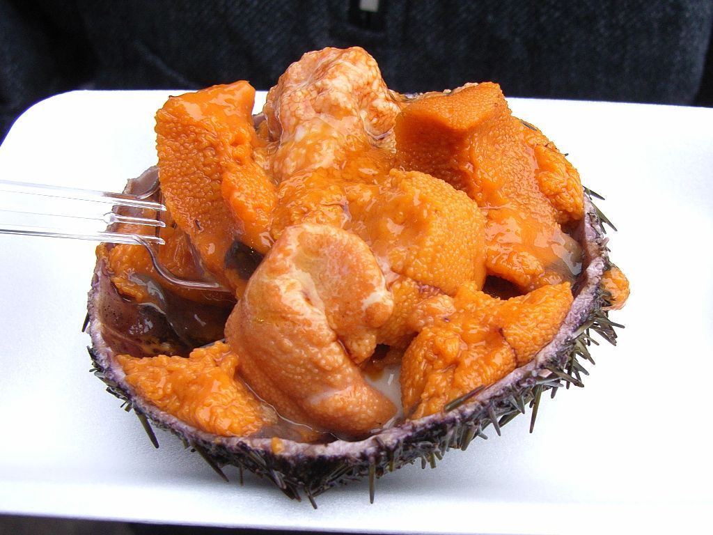 Sea Urchin