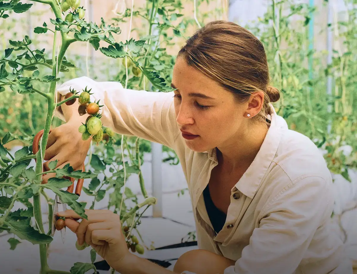 Traveler studying tomato plant