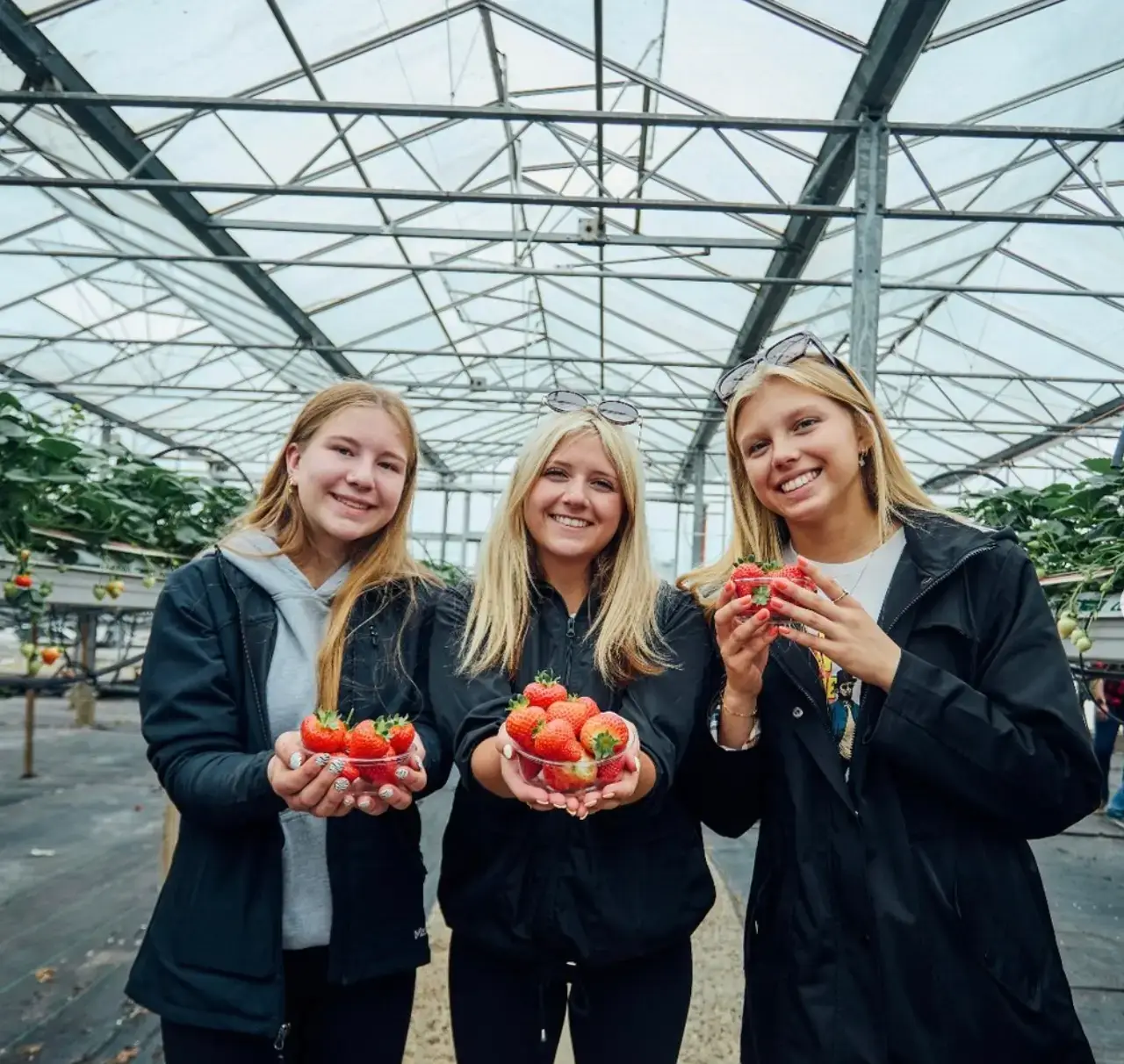 Three travelers visiting a strawberry farm on tour in Ireland