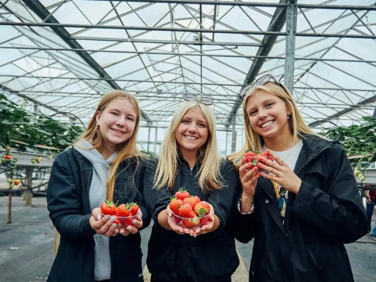Three travelers visiting a strawberry farm on tour in Ireland