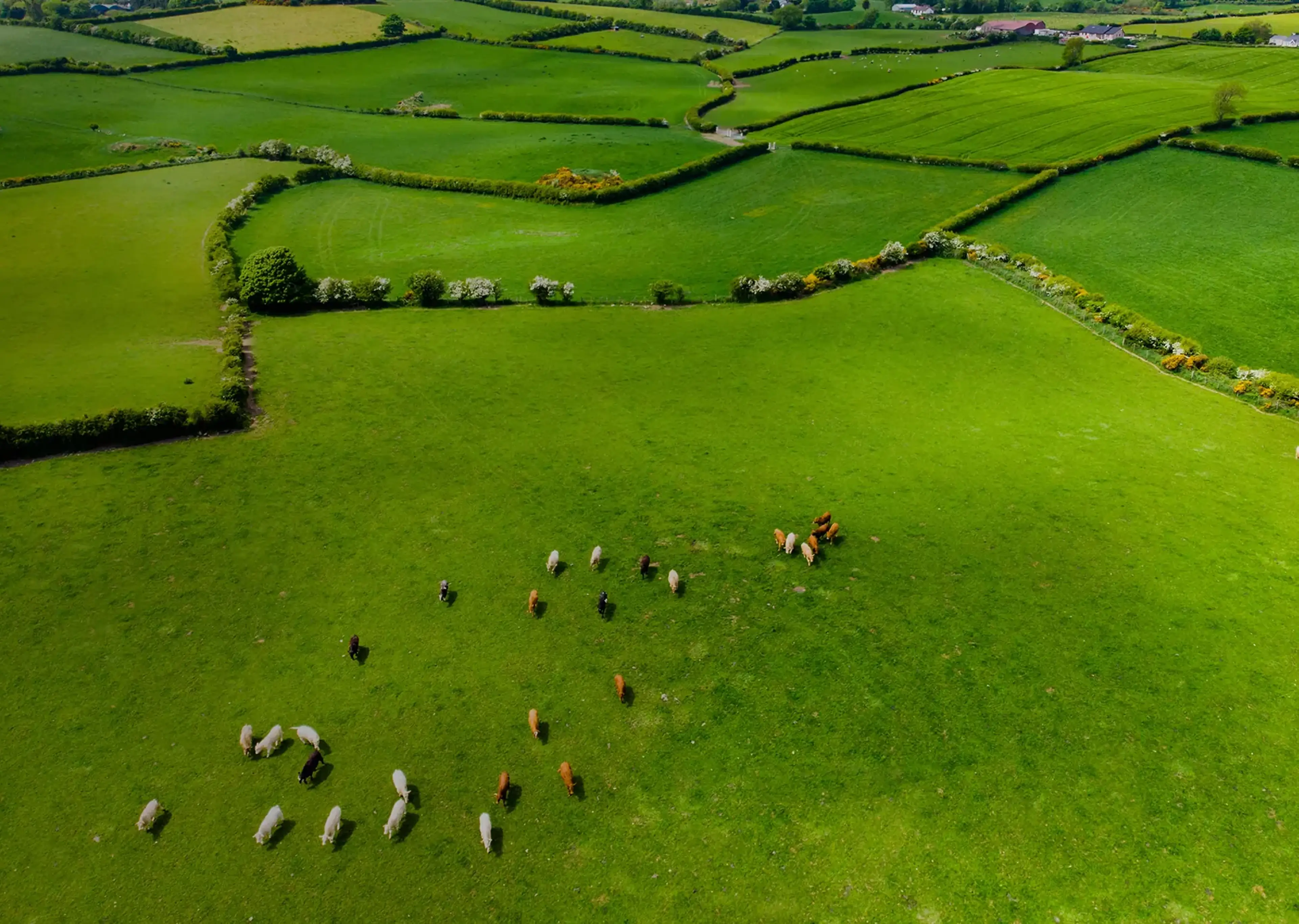 Aerial view of green patchwork farmland divided by hedgerows in Ireland with grazing cattle