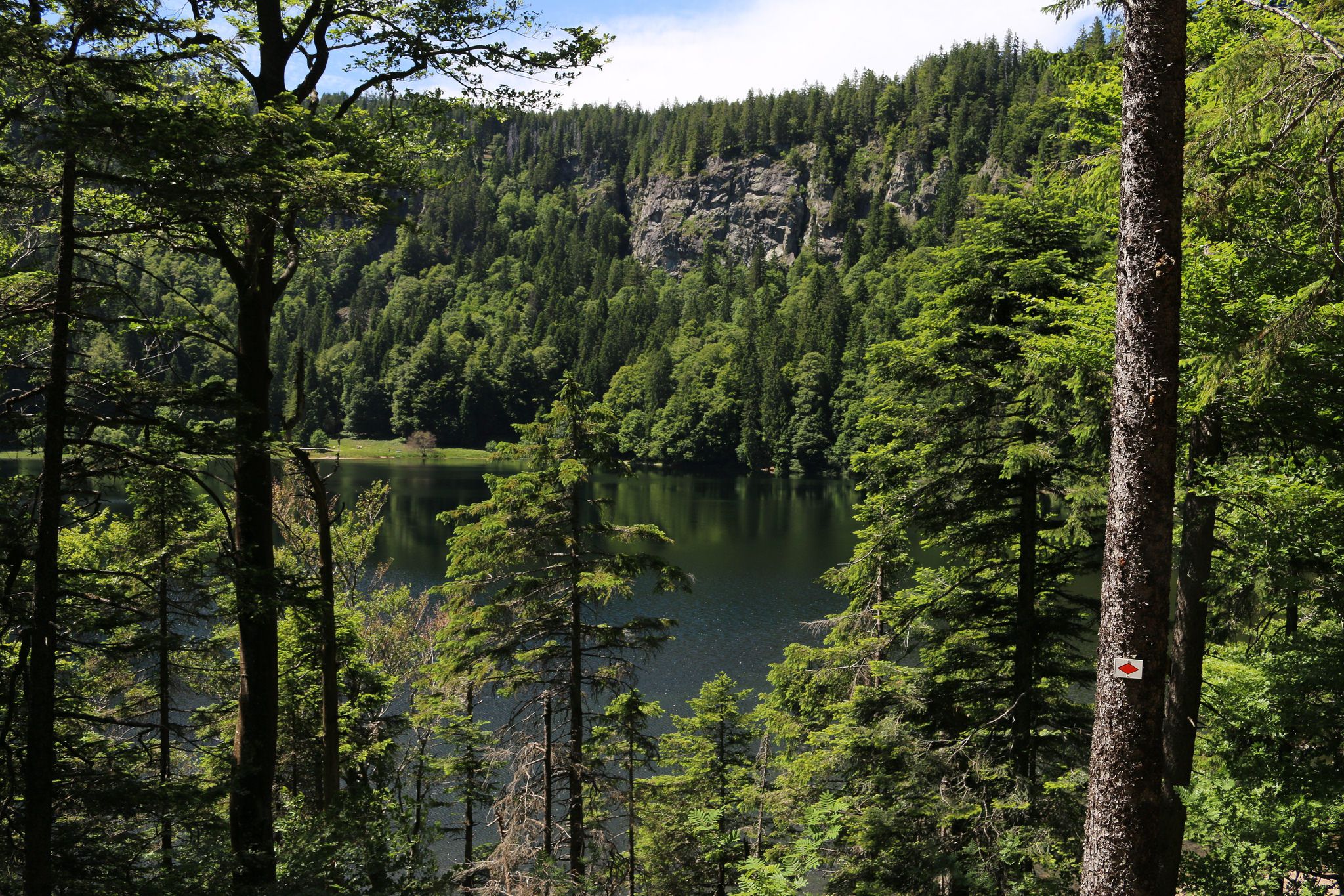 Black Forest