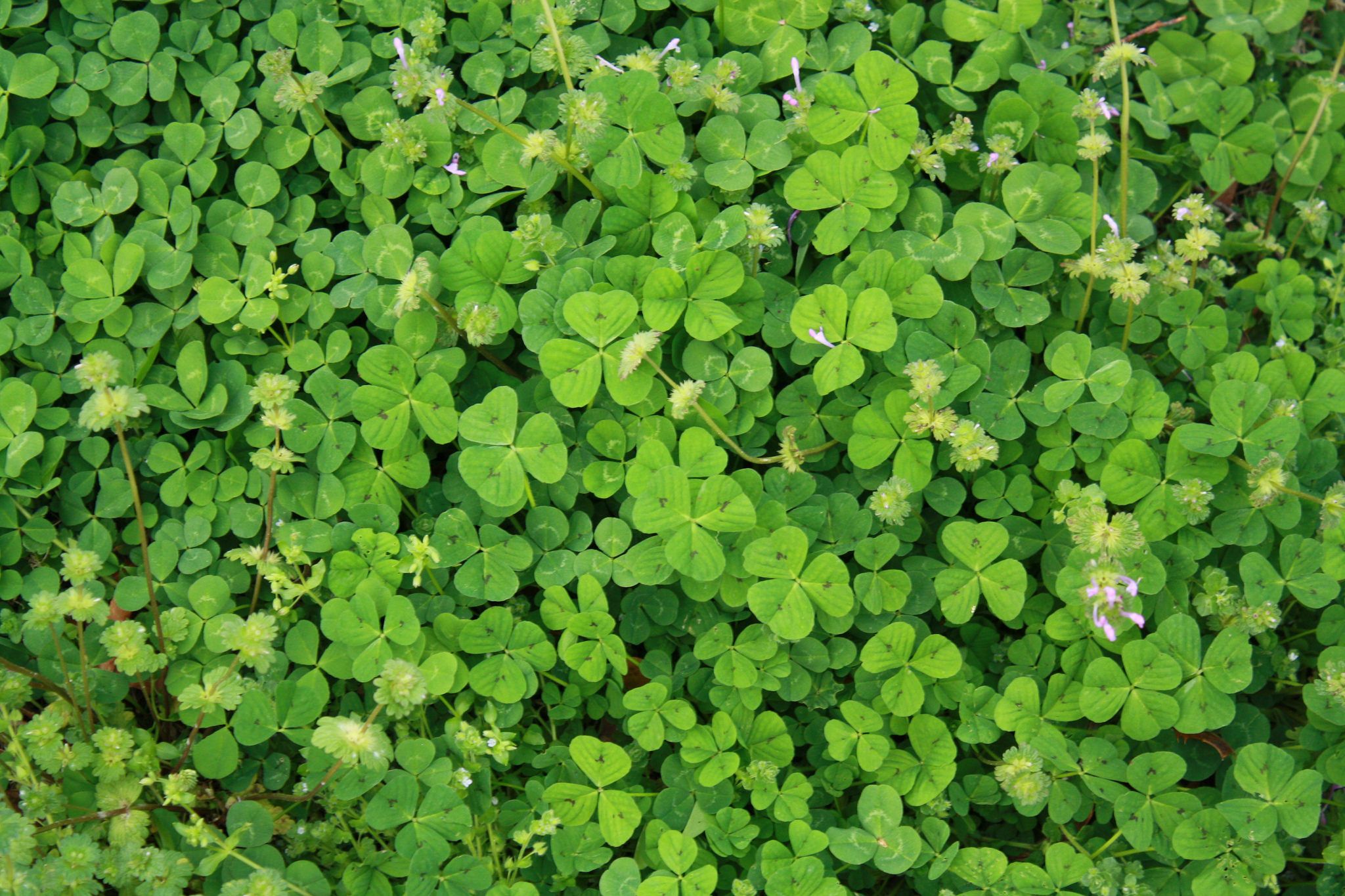 Shamrock