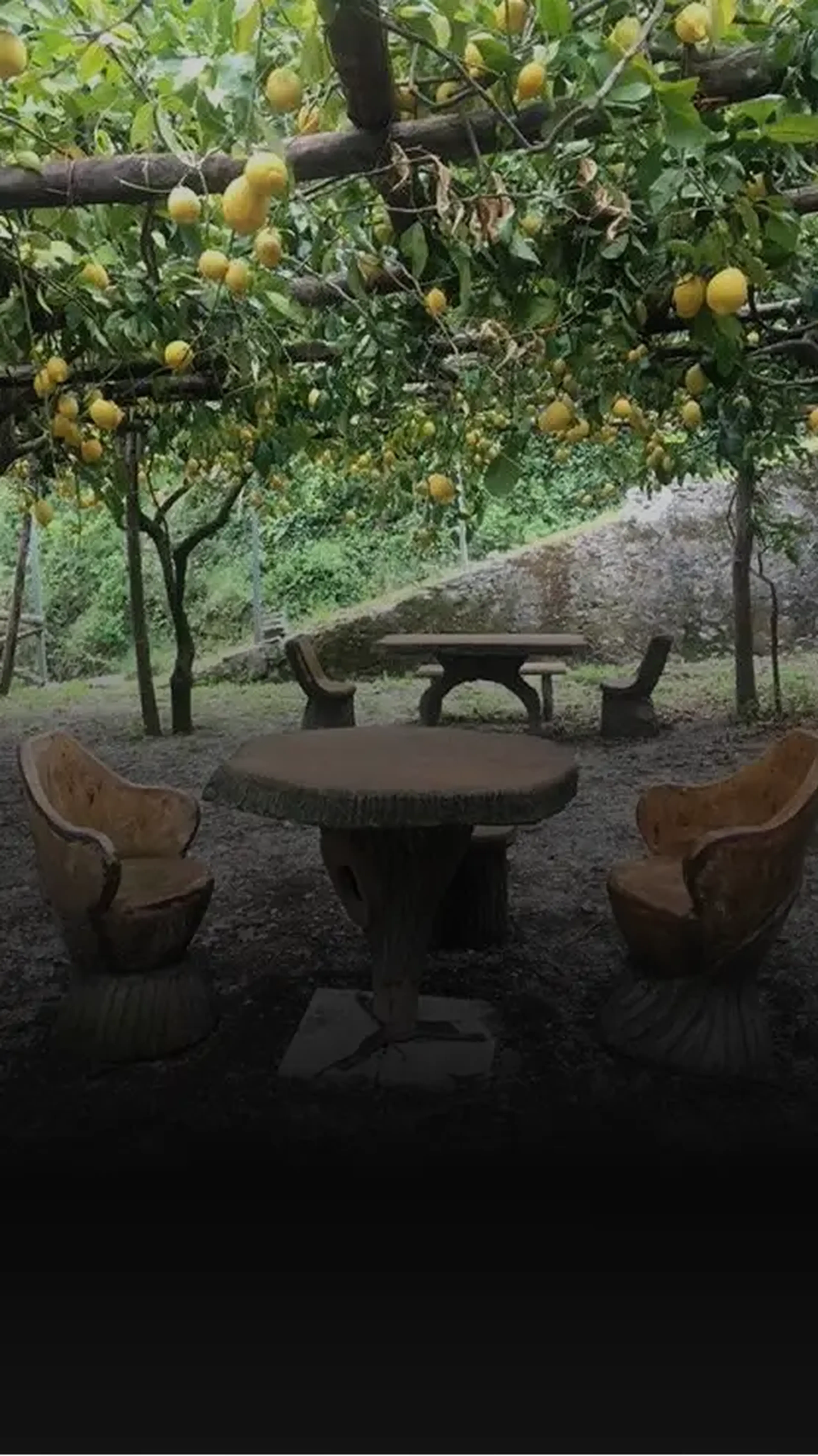 Lemon trees