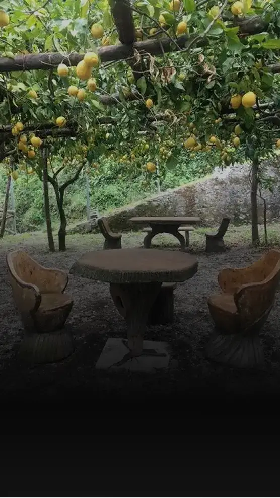 Lemon trees