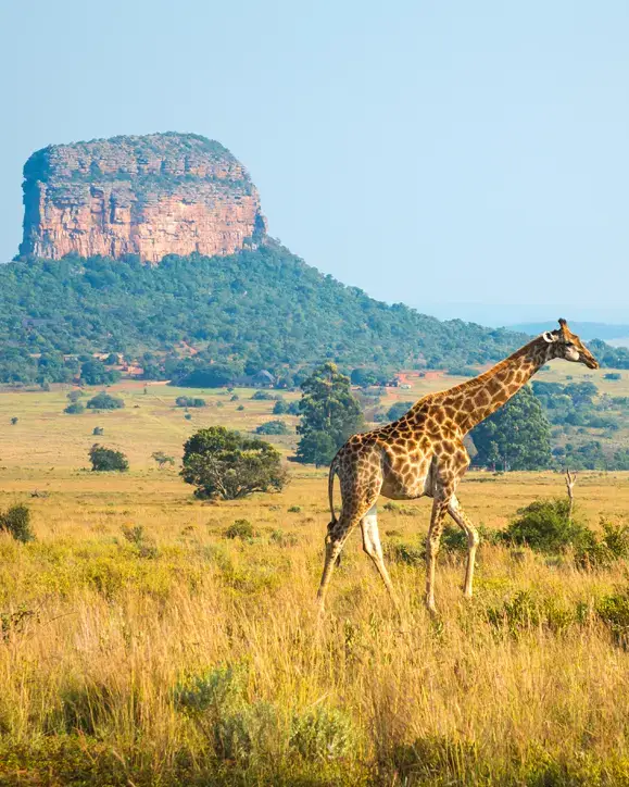 Browse Africa tours
