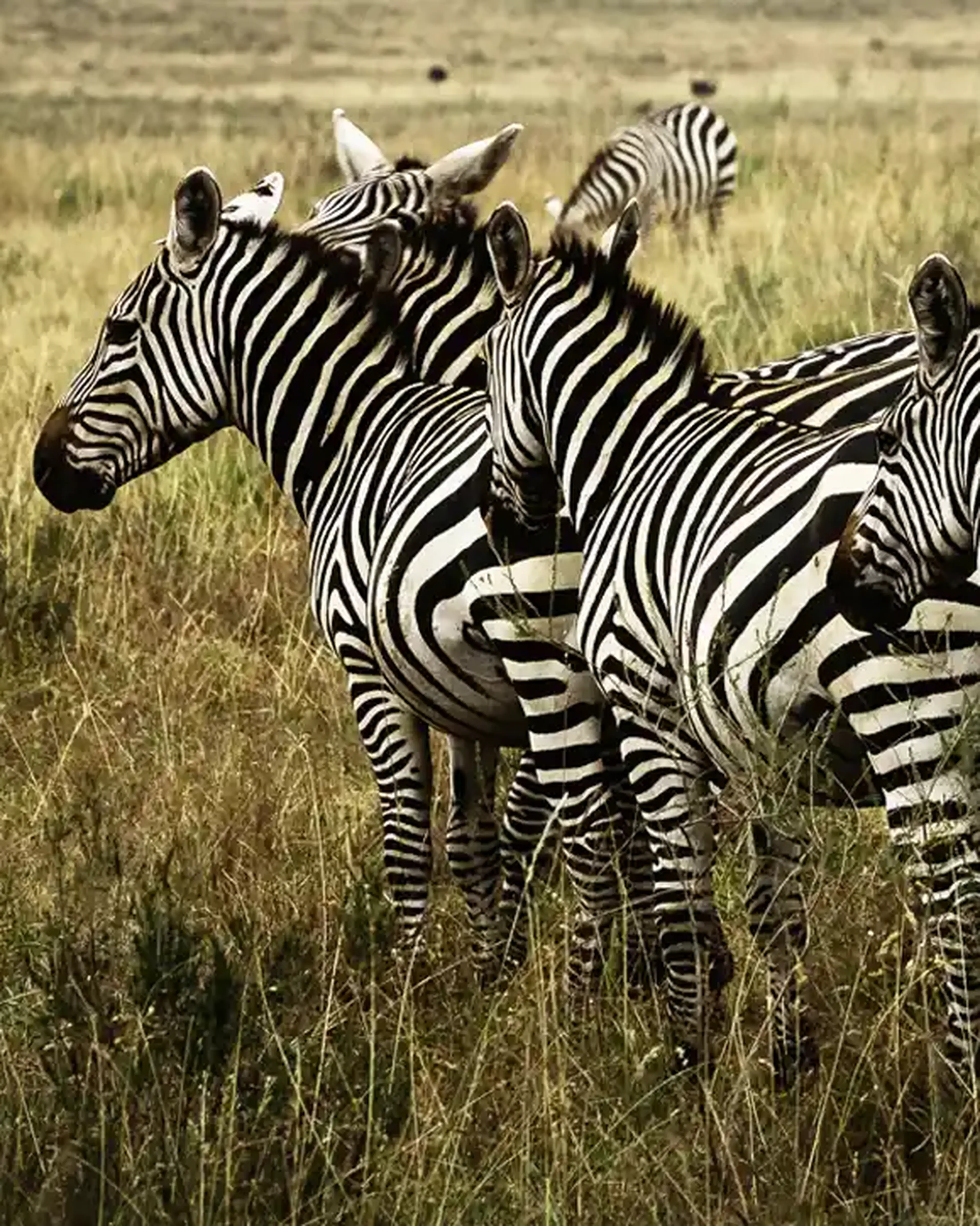 South Africa tours