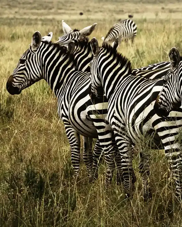 South Africa tours