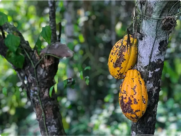 Visit Tirimbina Biological Reserve to learn about the cocoa tree and enjoy a chocolate tasting