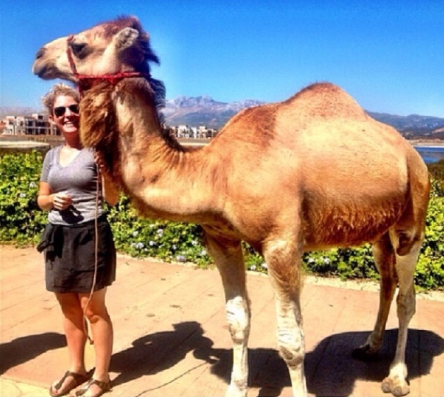 Camel in Morocco