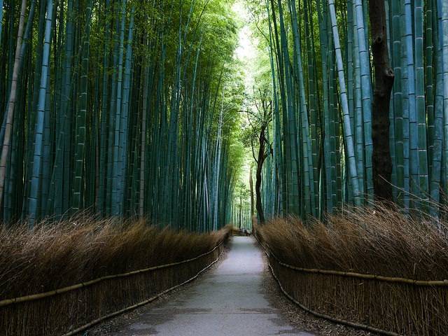 Bamboo Groves