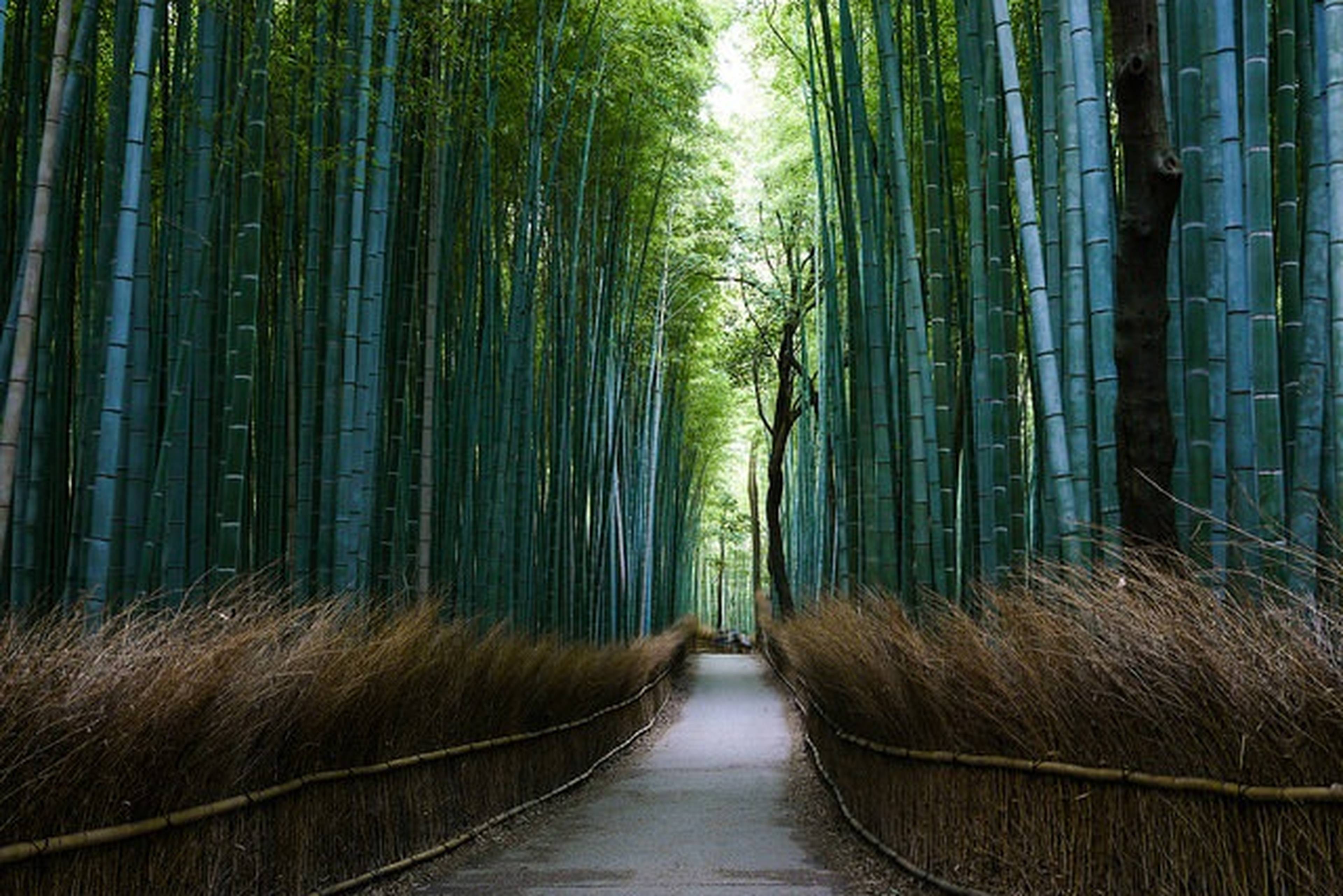 Bamboo Groves
