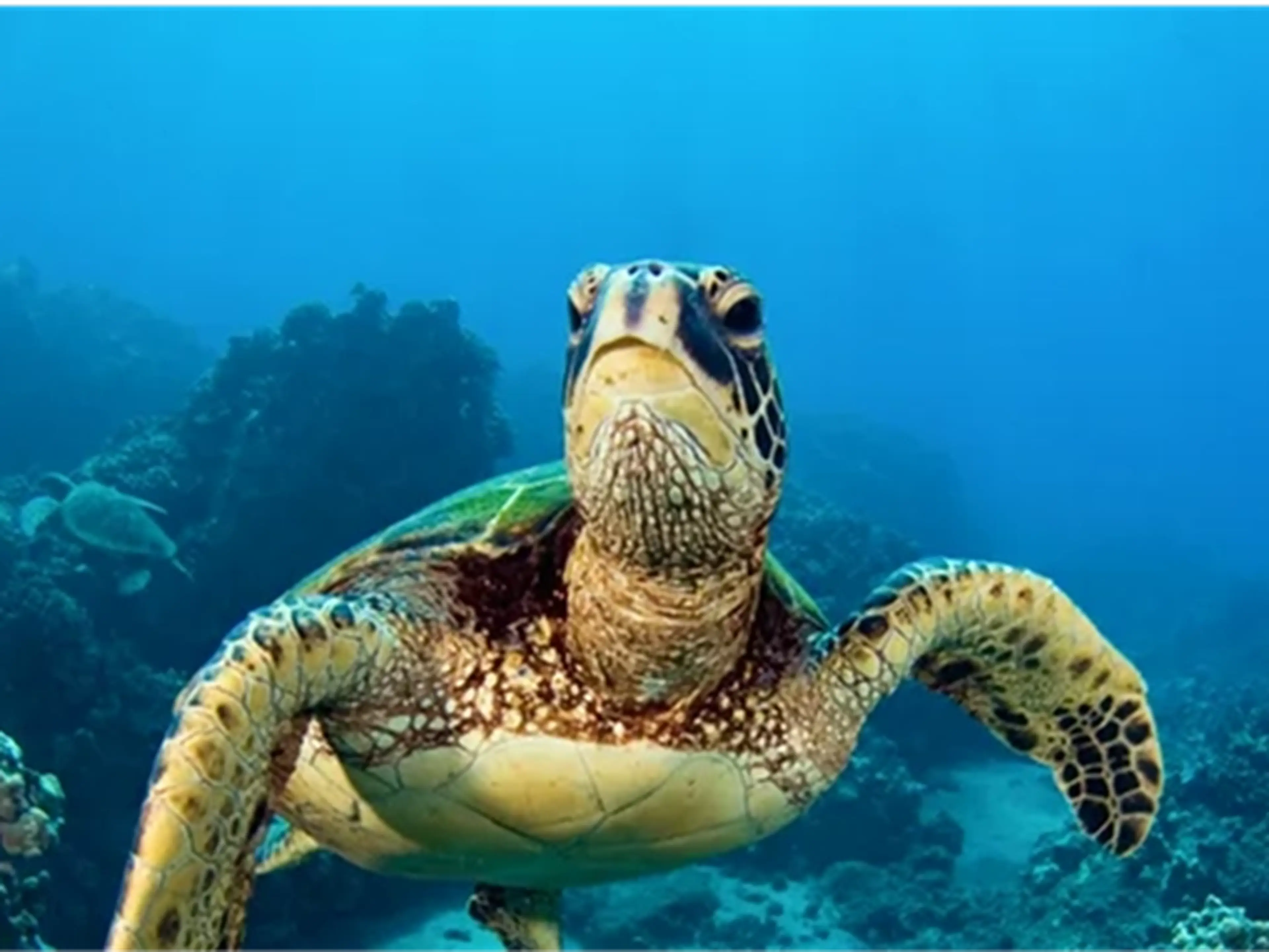 sea turtle