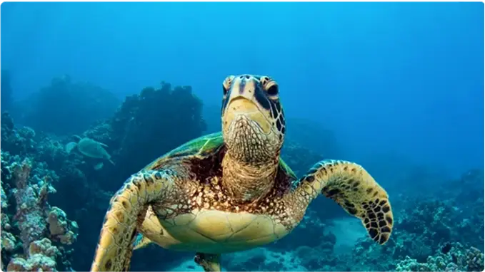 sea turtle
