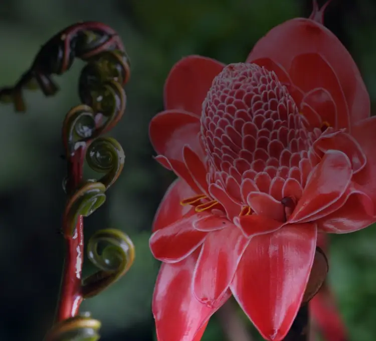 Native Amazon plants