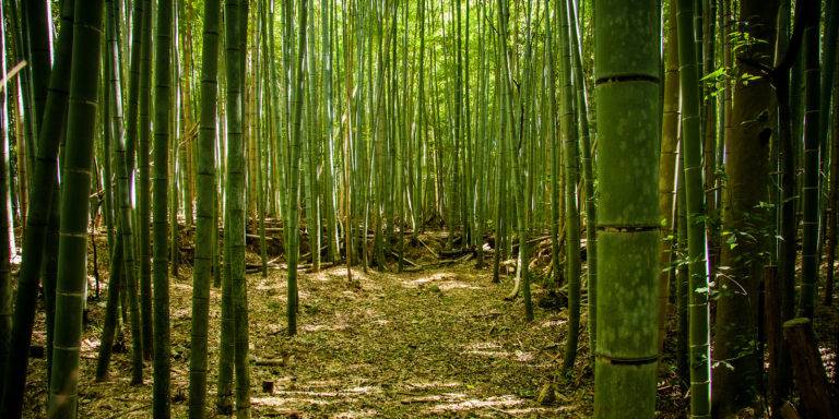 Bamboo forest at Sagano, Kyoto