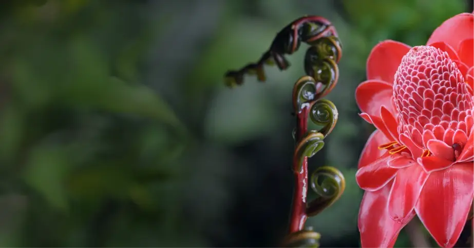 Native Amazon plants