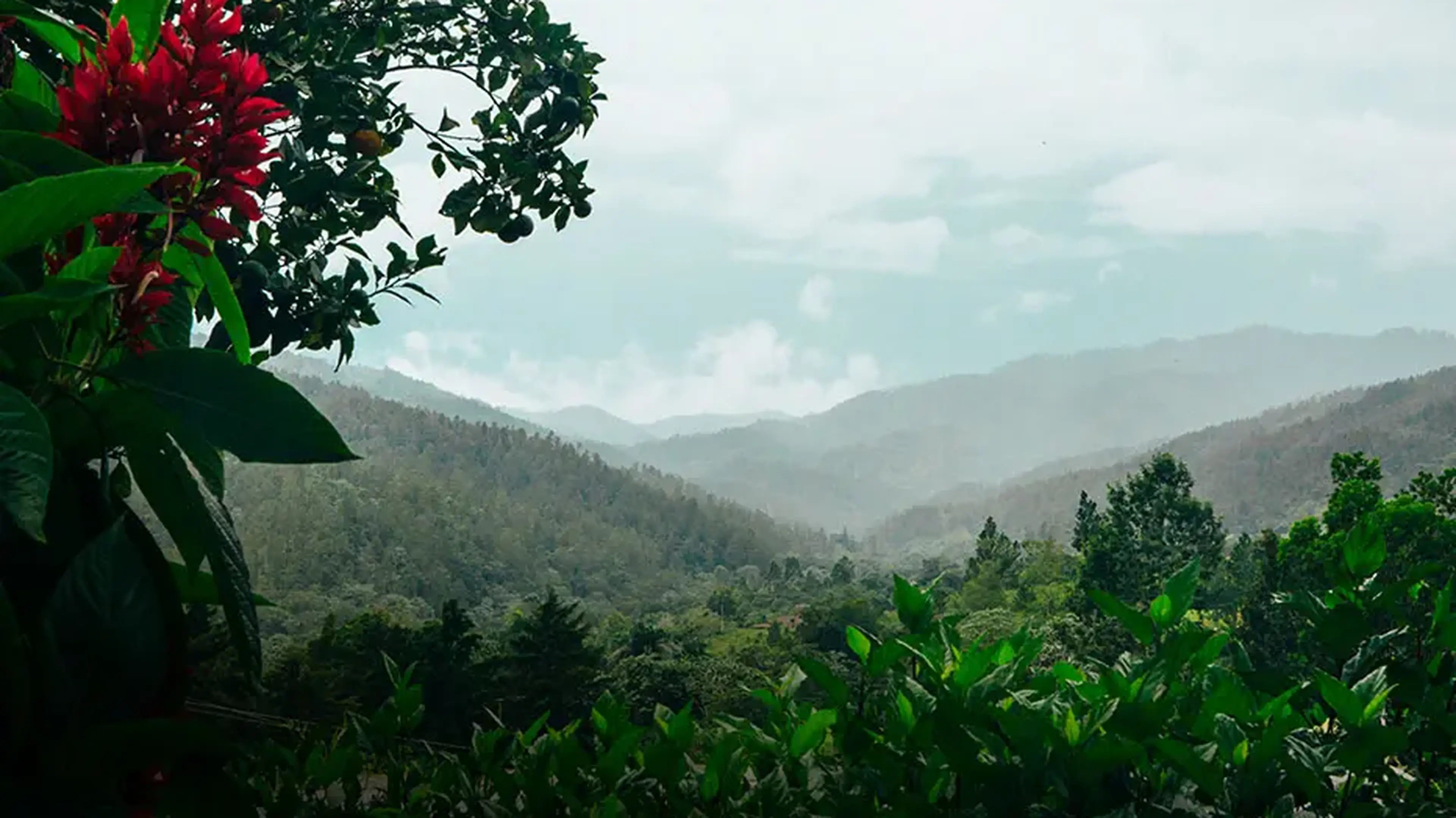 view of the jungle in the dominican republic