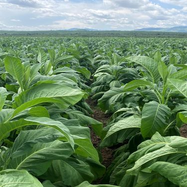 Tobacco leaf sourcing