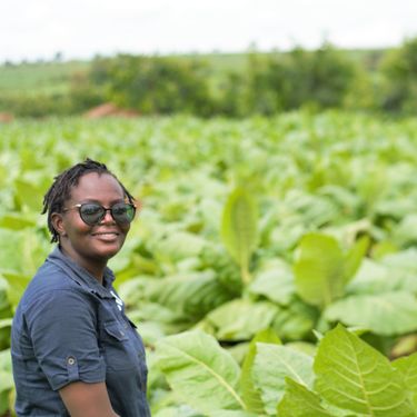aging tobacco leaves Aging, Curing and Fermenting Cigar Tobacco
