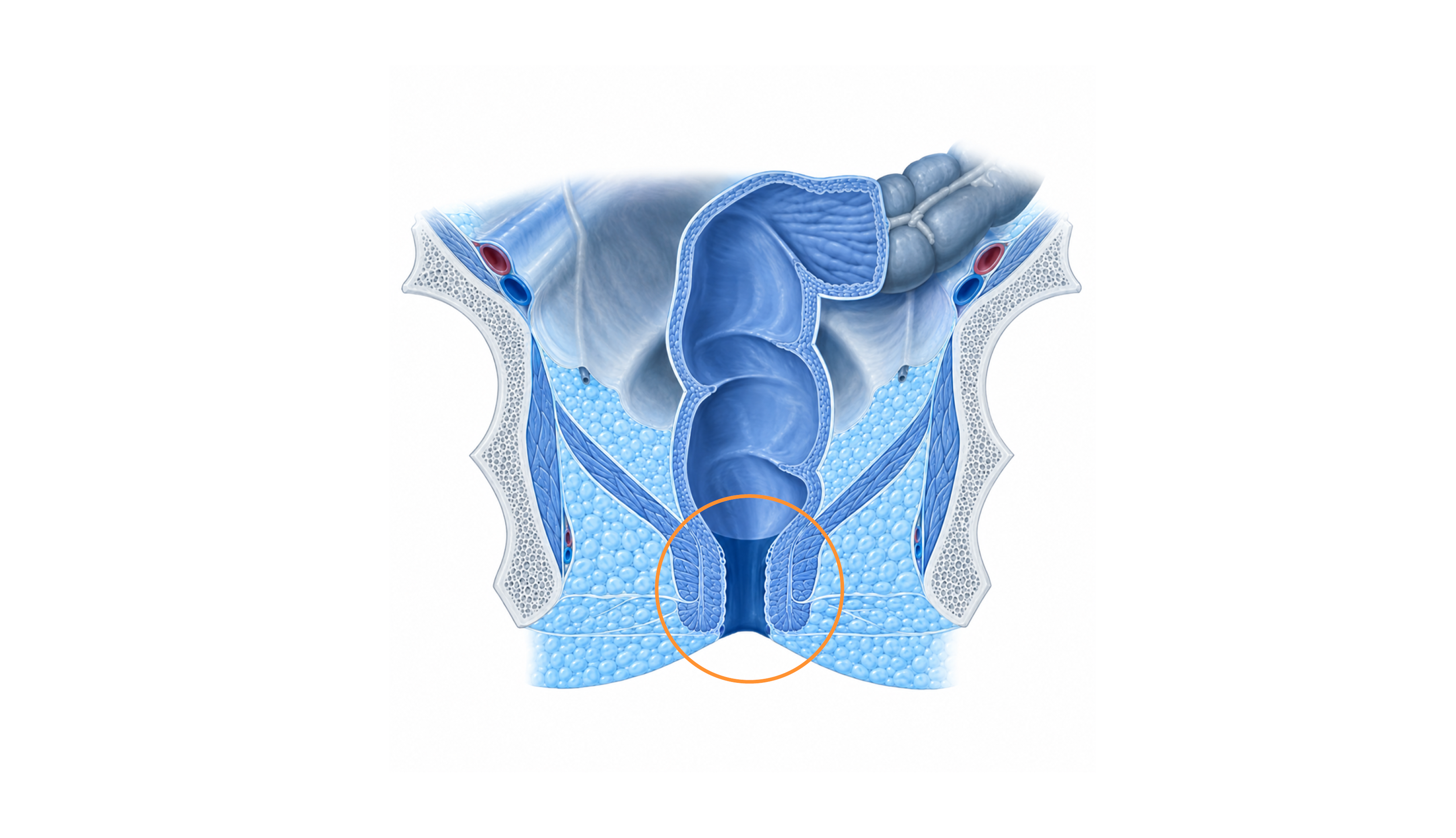 Analkanal, anatomisches Bild des Darms