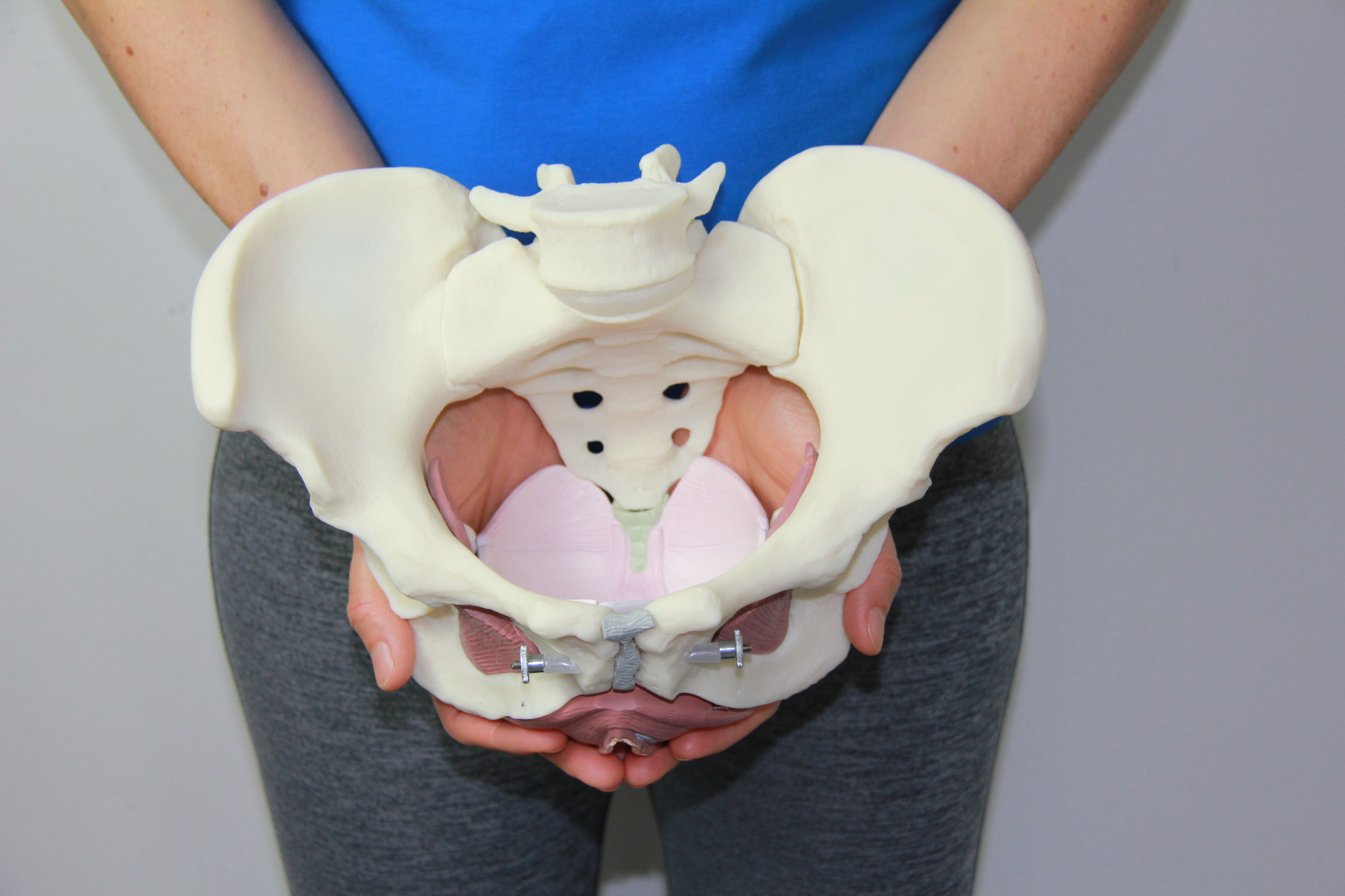 Beckenboden in knöchernden Becken