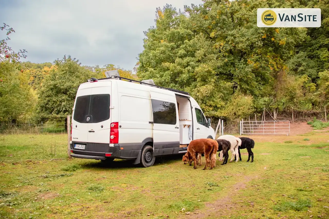 Campervan befindet sich auf einem Stellplatz mit Alpakas davor