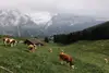 Kühe stehen auf einer Weide in den Bergen