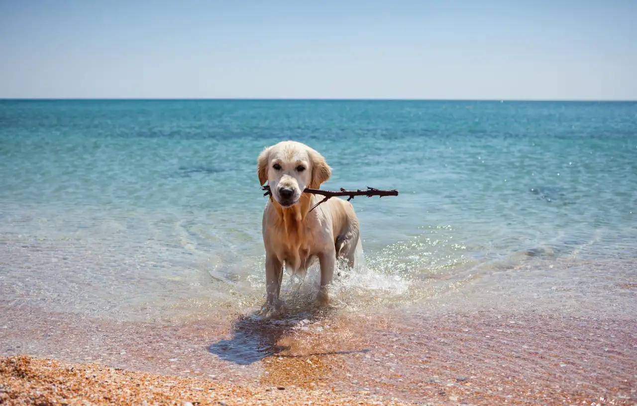 Ein Hund steht mit einem Stock im Mund im Wasser