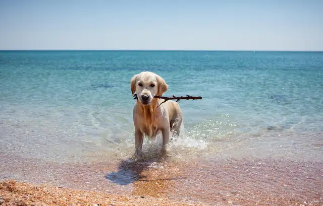 Ein Hund steht mit einem Stock im Mund im Wasser