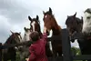 Kind streichelt Pferde