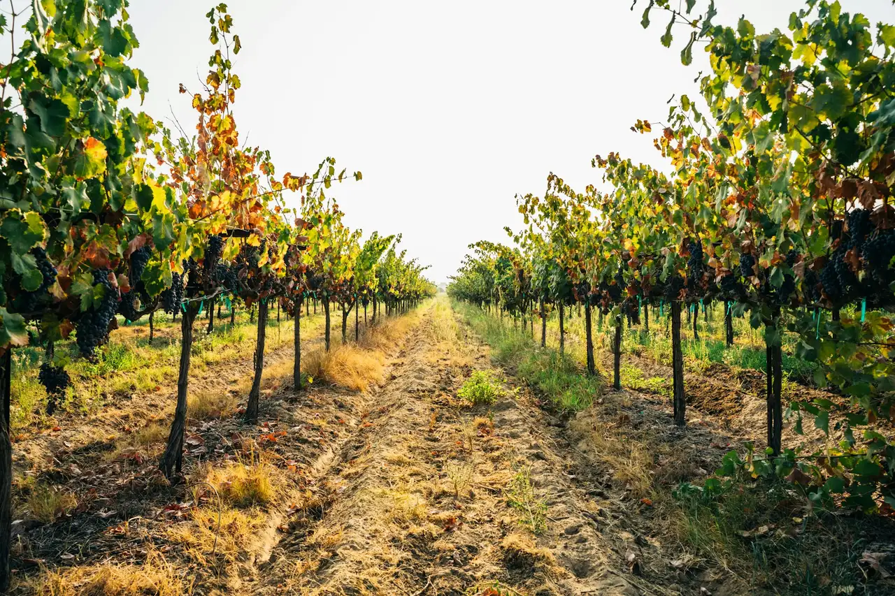 Weinreben in der Eifel