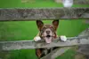 Hund schaut durch einen Zaun