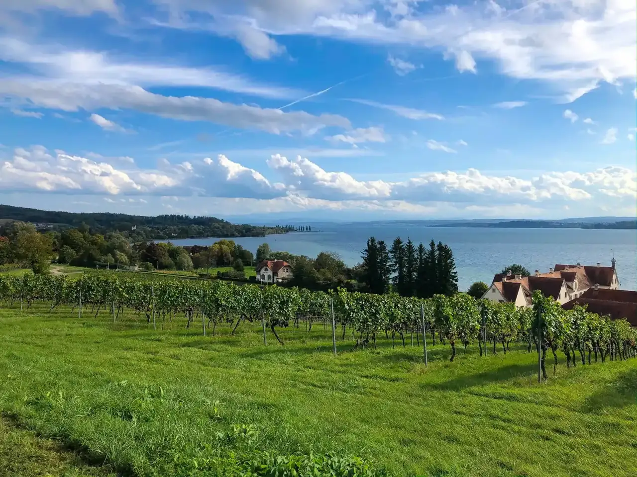 Grüne Wiese mit Blick auf den Bodensee