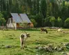 Camping-Wiese mit Kühen