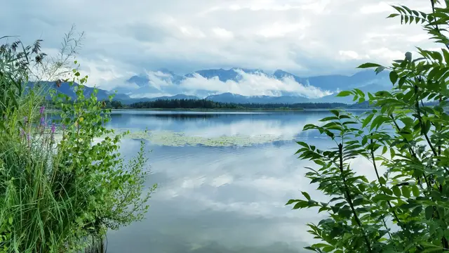 Hopfensee mit Seerosen und Sträuchern am Ufer