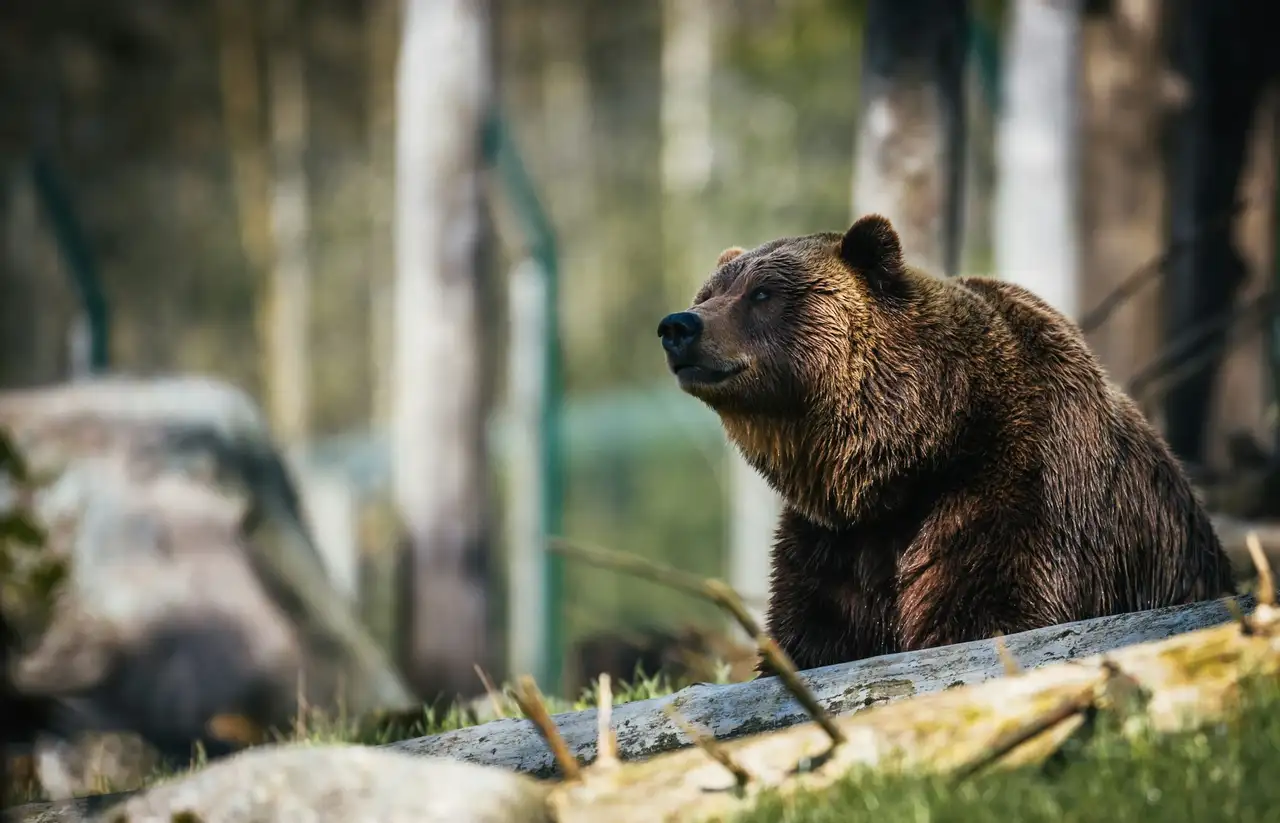 Bär in Schweden im Wald
