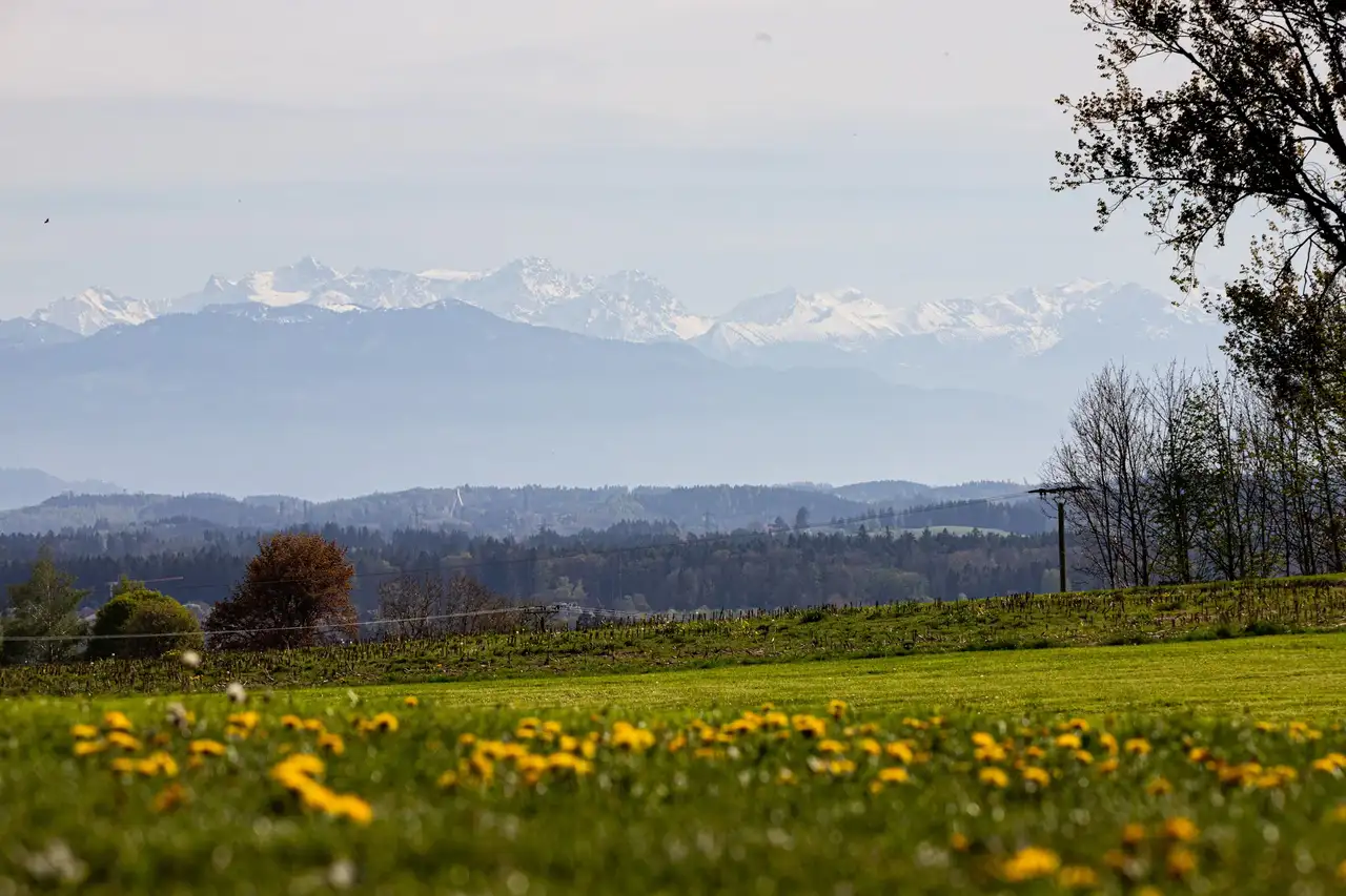Wiese und im Hintergrund Berge