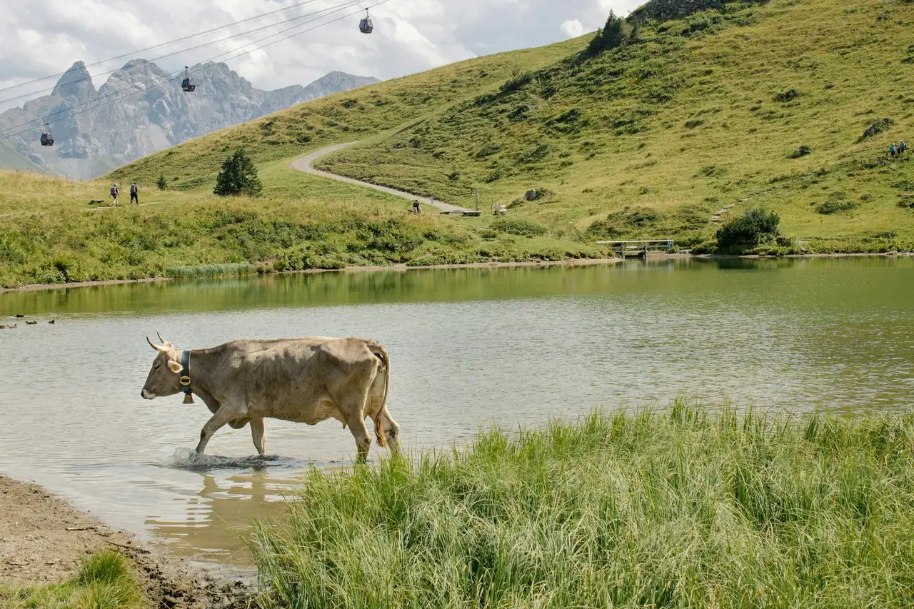 Almkuh im Bergsee in den Allgäuer Alpen
