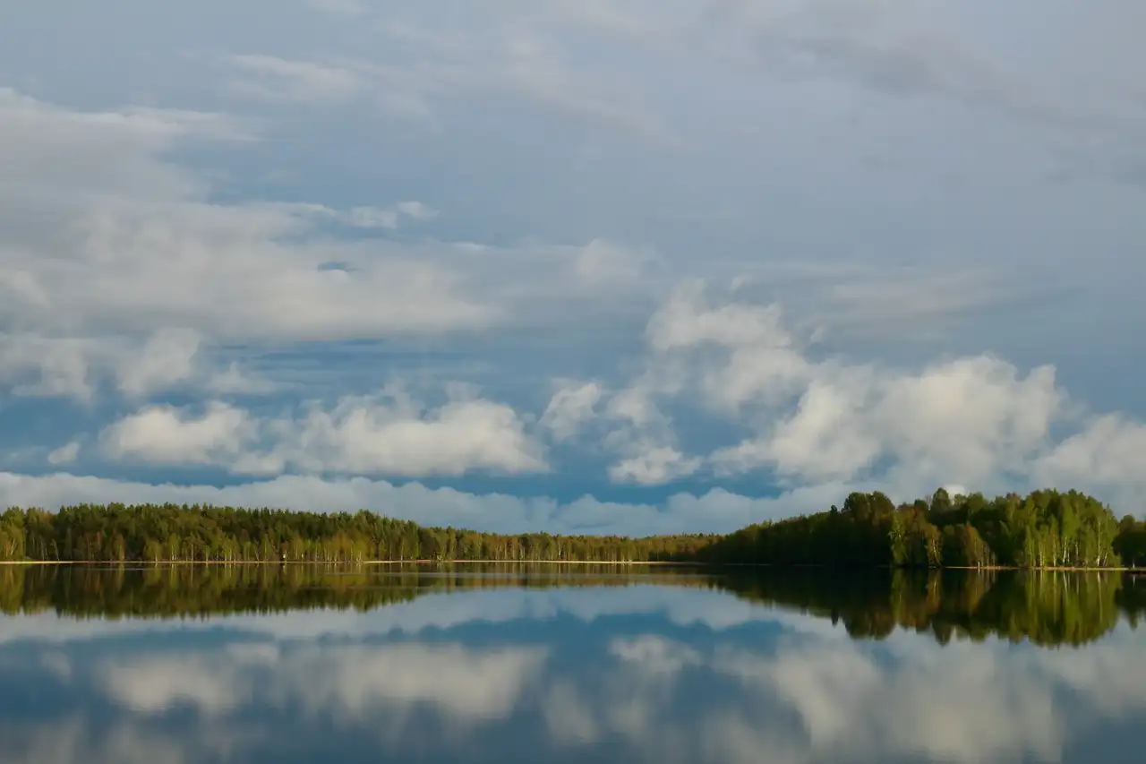 Wald am Siljan-See in Mora