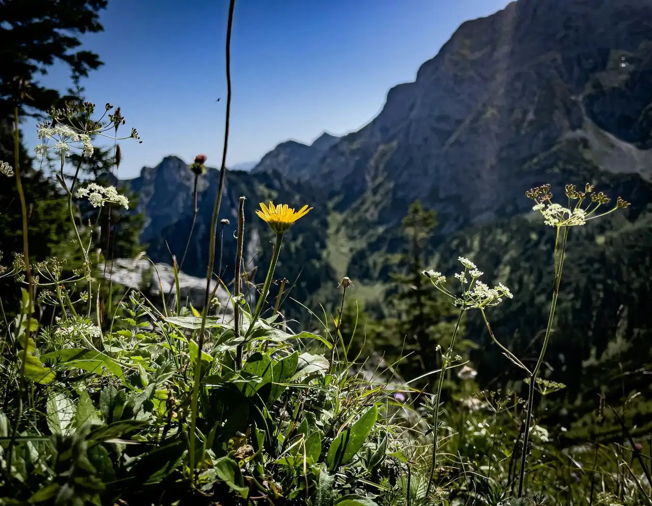 Alpenblumen im Allgäu bei Sonnenschein
