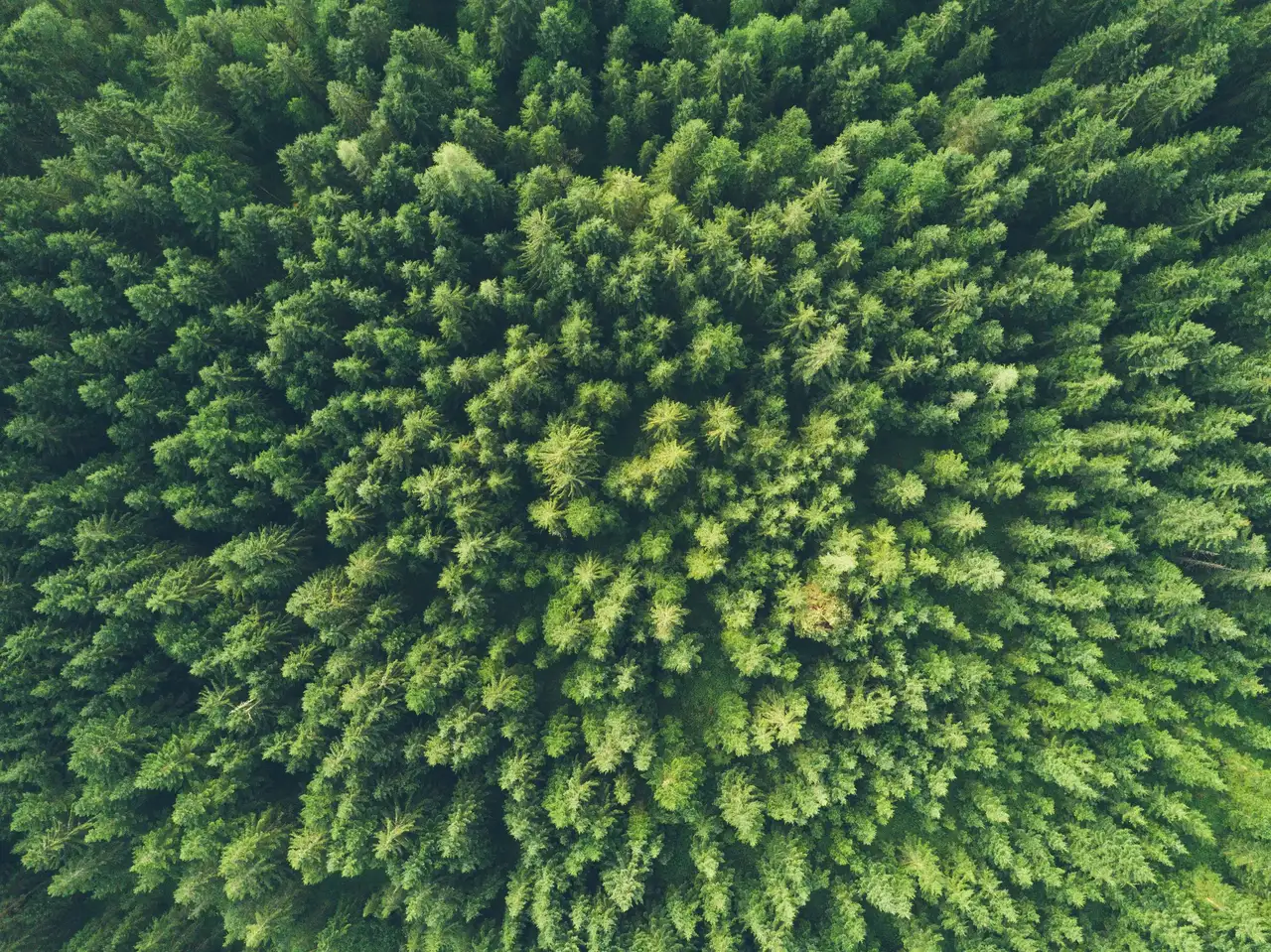 Wald von oben