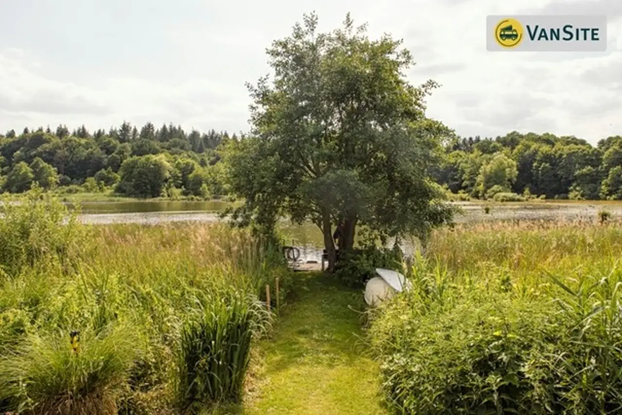 Ein Baum steht zwischen hohen Gräsern, dahinter ein See