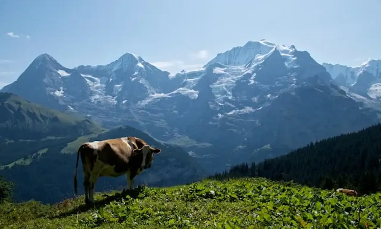 Kuh steht auf einer Wiese und im Hintergrund sieht man Berge