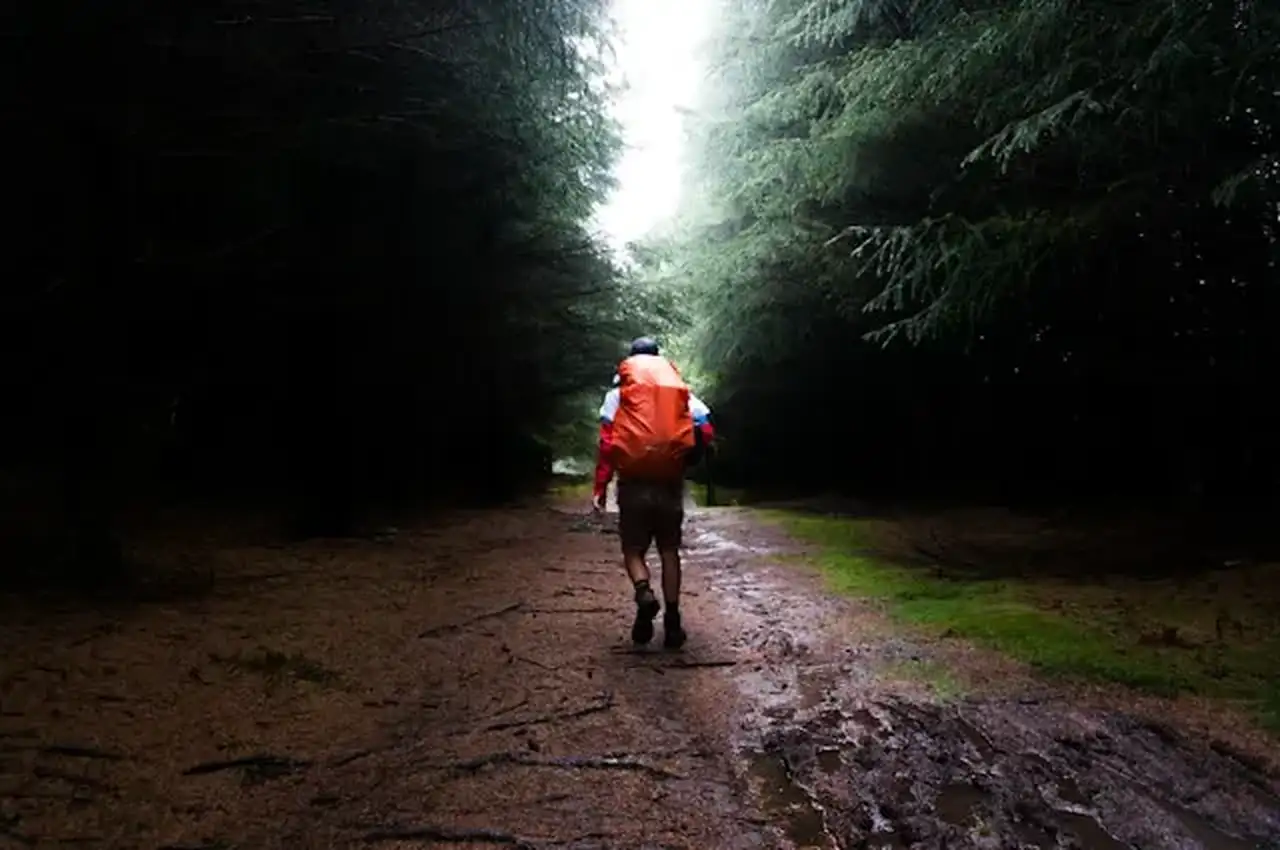 Wandern im Wald